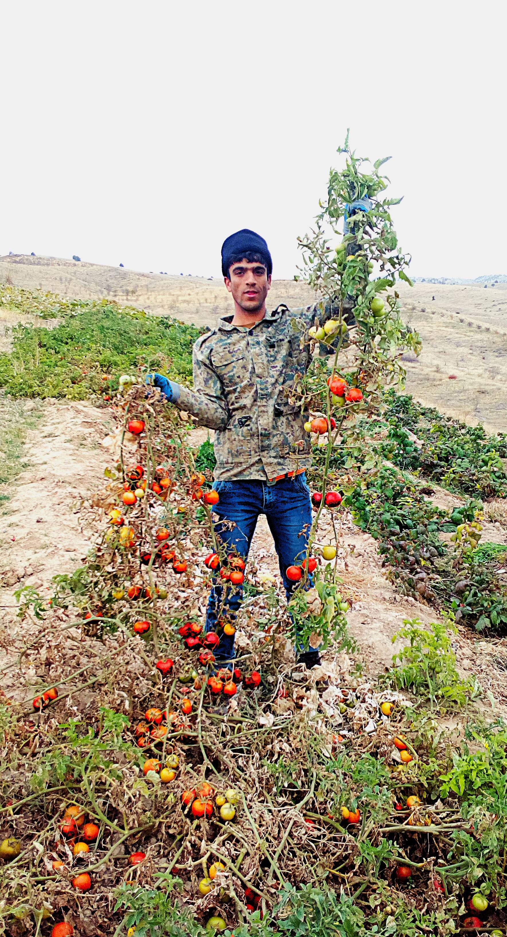 Musa and tomatoes